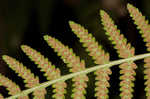 Torres' fern